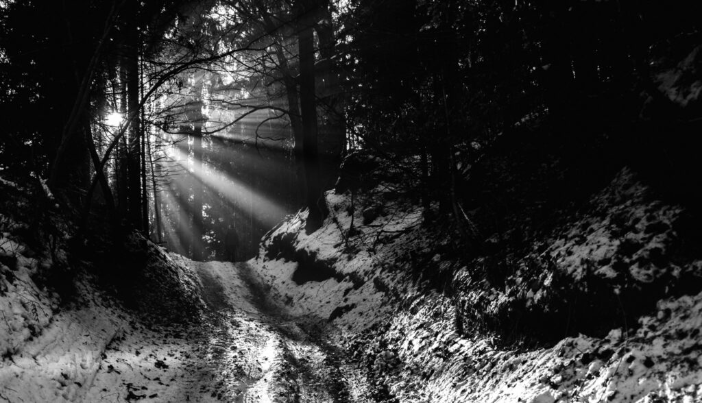 Low-Light Forest Illumination