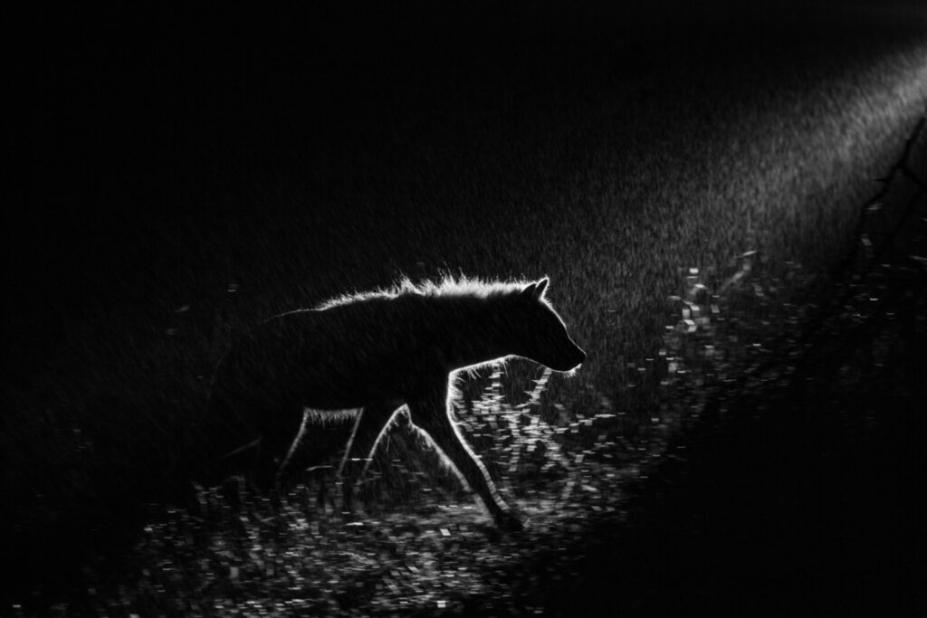 Rain Silhouette Detection