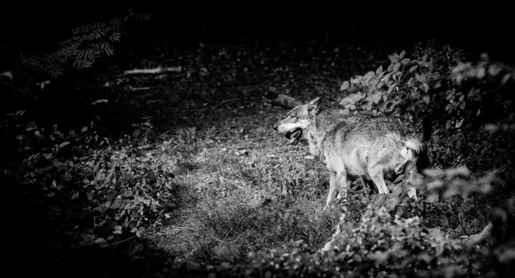 Wildlife Detection — Wolf