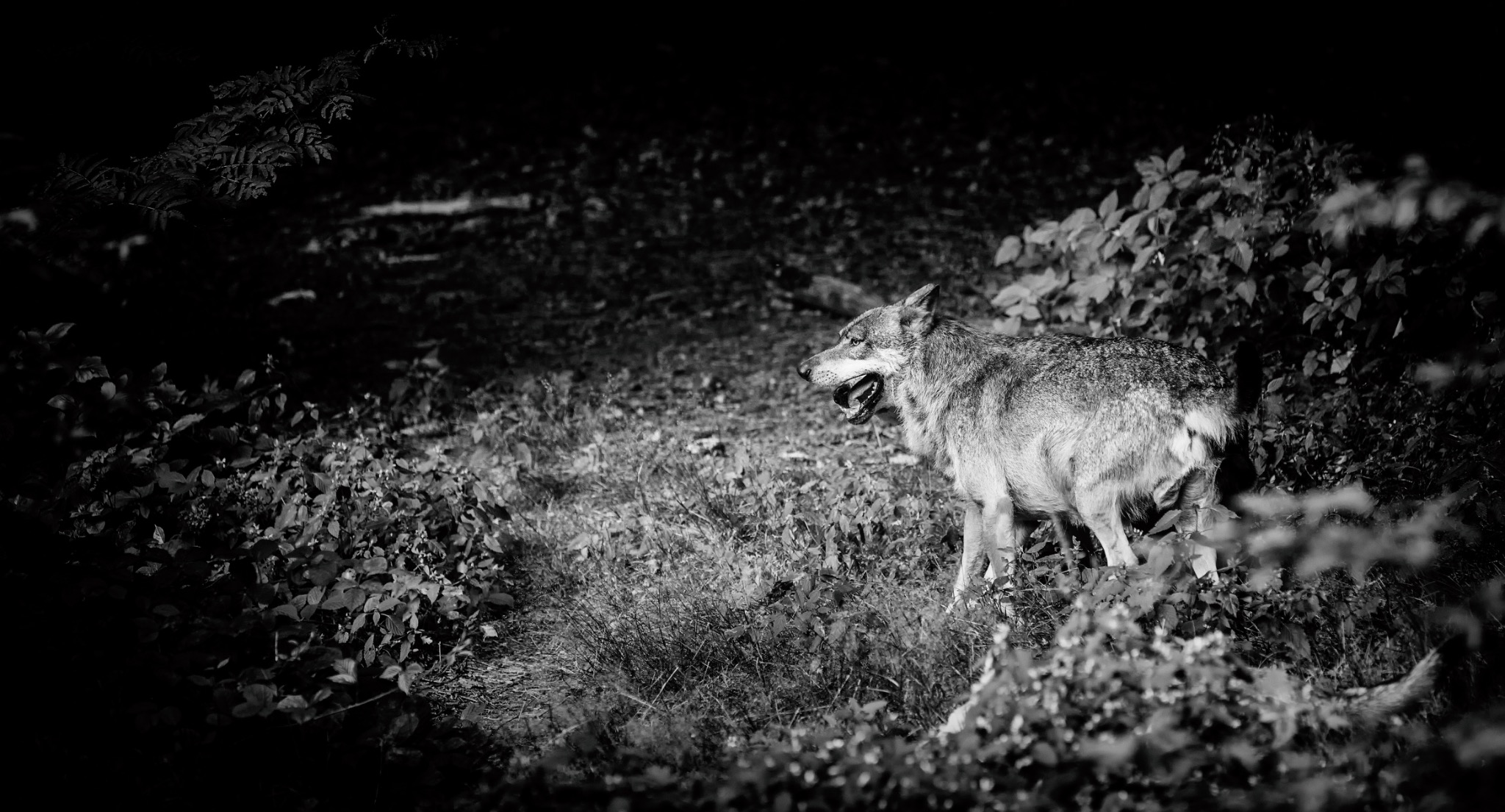 Wildlife Detection — Wolf